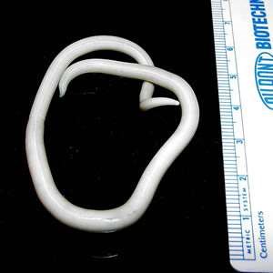 Roundworm ascaris lumbricoides