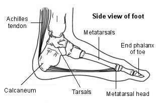 Foot - metatarsal and tarsal