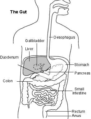 L'intestino - semplice