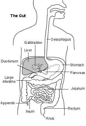 Cross-section diagram of the abdomen showing the full gastrointestinal organs