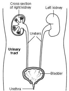 Cross-section diagram of the urinary tract