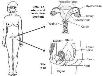 Cross-section diagrams of the female reproductive organs detailing the uterus