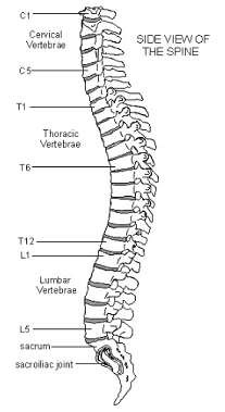 parts of the spine