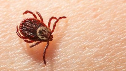 Tick bites: how to recognise and treat  