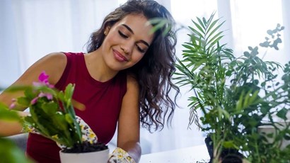What are the health benefits of houseplants?