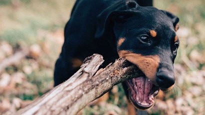 Everything you need to know about the rabies jab