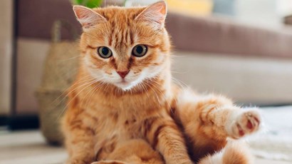 How to get rid of your cat allergy symptoms