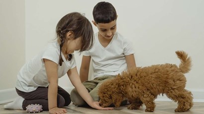How can dogs help support families with autistic children?