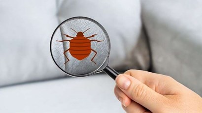 How to spot bedbugs and get rid of them