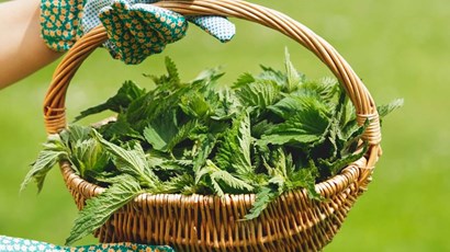 How to soothe a nettle sting rash