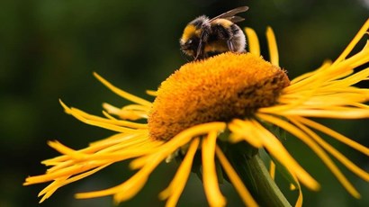 5 benefits of bees for your health  