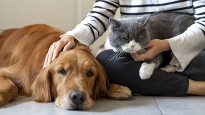 How to deal with the death of a pet