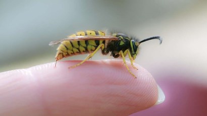 How to treat a wasp sting