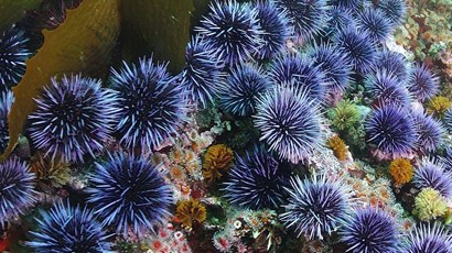 What to do if you're stung by a sea urchin